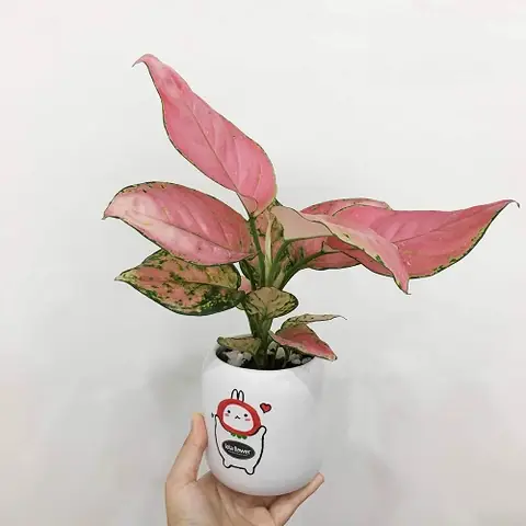 Cây Vạn Lộc