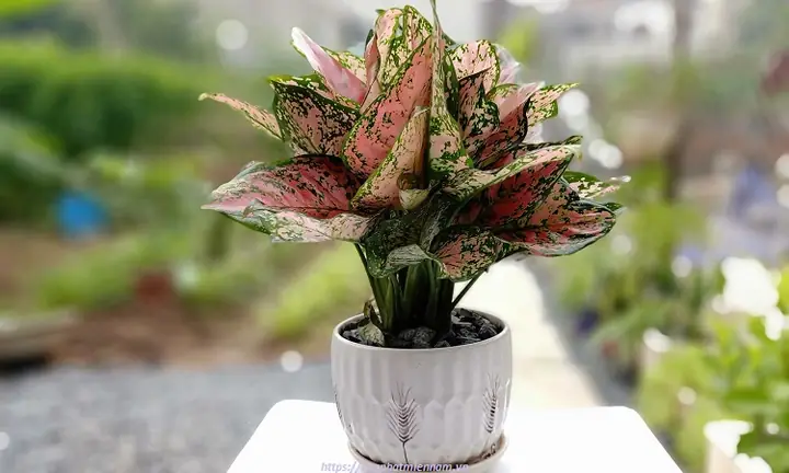 Cây Vạn Lộc