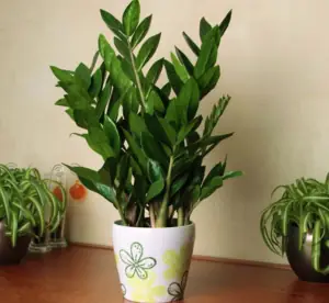 Cây Kim Phát Tài Hay Cây Kim Tiền