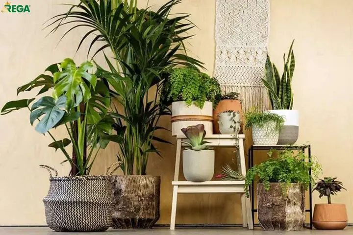 Cho Thuê Cây Hà Nộinhật Hiếu Cho Thuê Cây Hà Nộinhật Hiếu