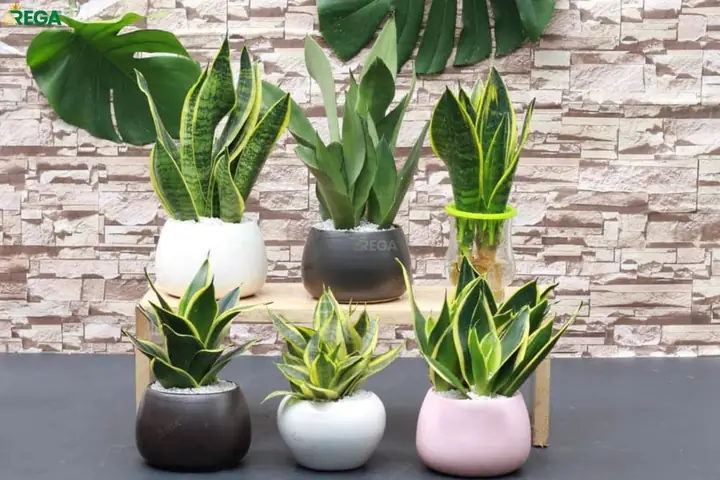 Cho Thuê Cây Nội Thấtnhà Mới Xanh Cho Thuê Cây Nội Thấtnhà Mới Xanh