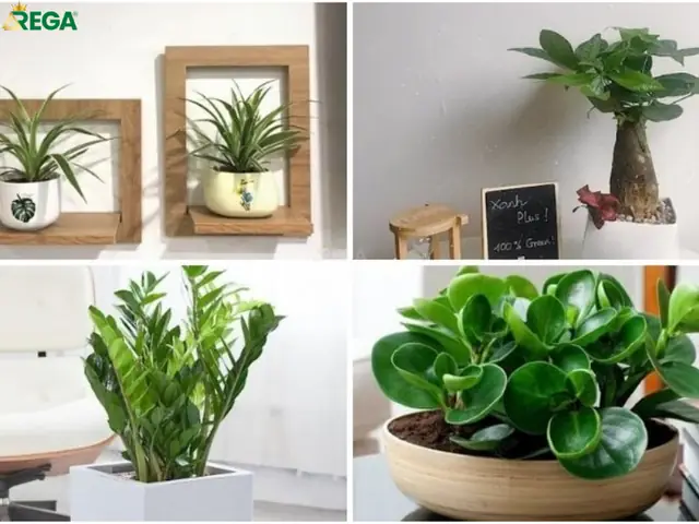 Tại Sao Bạn Nên Lựa Chọn Dịch Vụ Cho Thuê Cây Cảnh Nội Thất Văn Phòng? Tại Sao Bạn Nên Lựa Chọn Dịch Vụ Cho Thuê Cây Cảnh Nội Thất Văn Phòng?