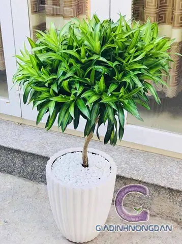 Ứng Dụng Ứng Dụng
