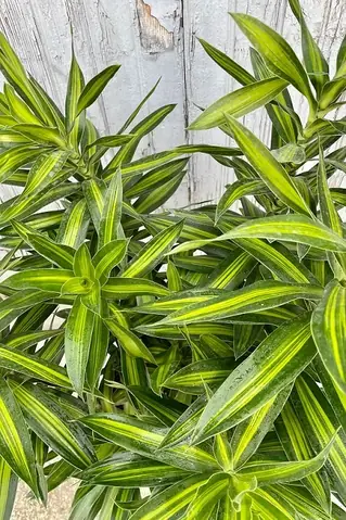 Mô Tả Cây Trúc Bách Hợp