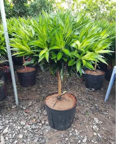 Thông Tin Sản Phẩm Thông Tin Sản Phẩm