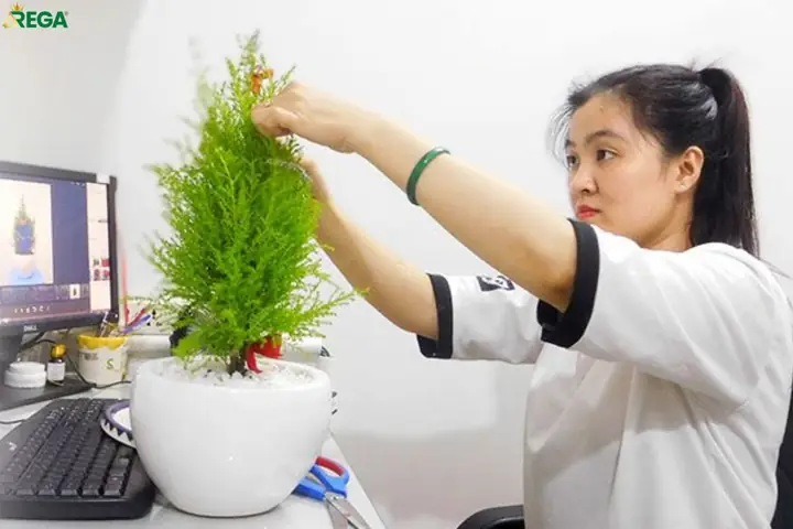 Cho Thuê Cây Cảnh Văn Phòng Tại Hà Nộitrịnh Thập
