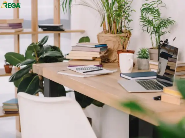 Những Lưu Ý Khi Thuê Cây Cảnh Cho Văn Phòng
