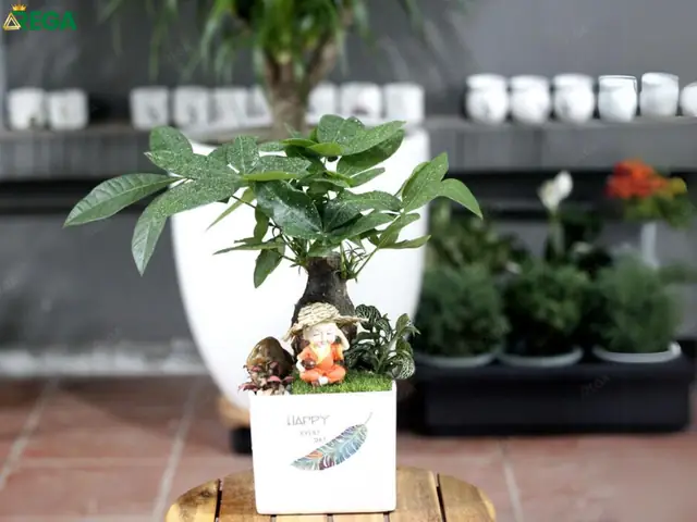 Các Địa Chỉ Cho Thuê Cây Hà Nội Giá Rẻ