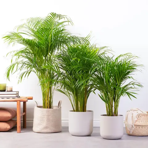 Top 8: Cây Cau Cảnh/ Cau Tiểu Trâm (chamaedorea Elegans)