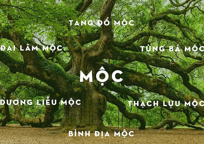 Chọn Màu Sắc Thiết Kế Nội Thất Chung Cư Cho Gia Chủ Mệnh Mộc