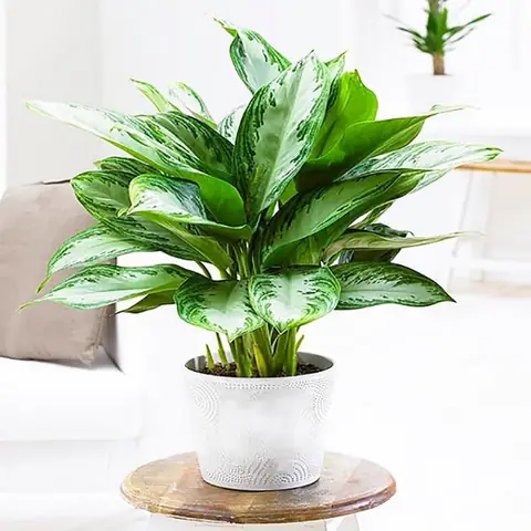 Công Ty Nội Thất Hoàng Tử