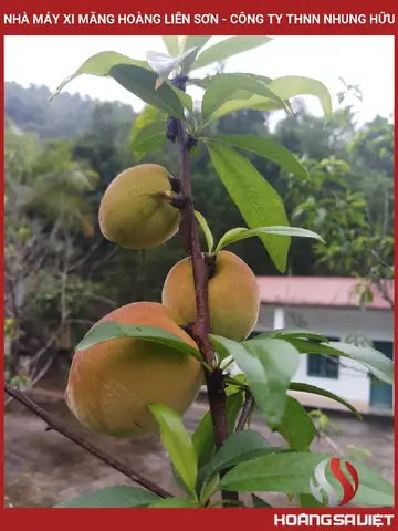 ✅ Nhà Máy Xi Măng Hoàng Liên Sơn - Công Ty Thnn Nhung Hữu
