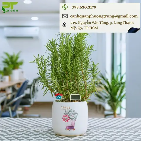 Gợi Ý Địa Chỉ Mua Cây Hương Thảo Giá Rẻ Tại Tp. Hcm