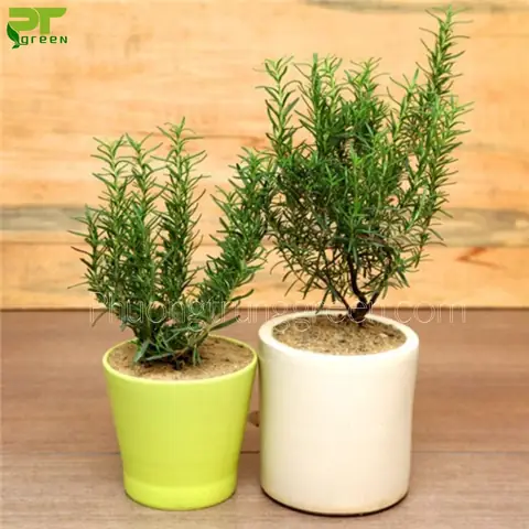 Công Dụng Của Hương Thảo Là Gì?