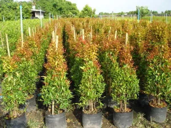 Cty Nội Thất Hồng Lộc
