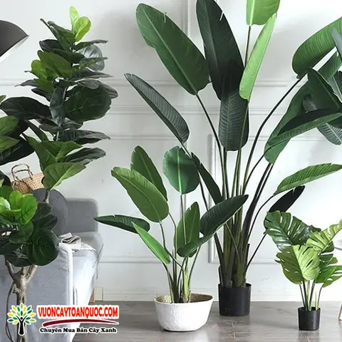 Giới Thiệu Chung Về Cây Xanh Nội Thất Là Gì?.